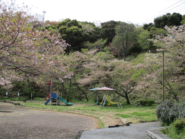 眉山公園のソメイヨシノの全景写真