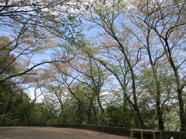 大滝山のソメイヨシノの全景写真