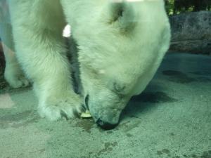 スイカを食べるポロロの写真