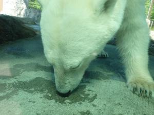 スイカを完食したポロロの写真