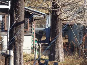 オオカミ舎の格子の隙間から飼育員を見るユウキ