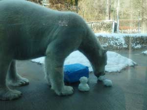 職員手作りの雪だるまを食べるポロロ