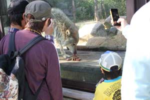 ケーキを食べるコウゲツの様子の写真