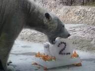 氷のケーキを食べるポロロの写真2