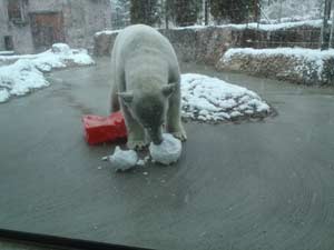 雪だるまに喜ぶポロロの写真1