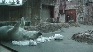 雪で遊ぶポロロの写真