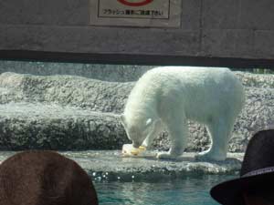 多くの来園者が見守る中、氷に飛びつくポロロの写真