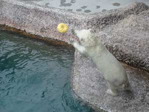 湯たんぽで遊ぶポロロの写真1